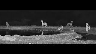 1 Verreauxs Eagle and 5 Black Backed Jackals [upl. by Tnarg]