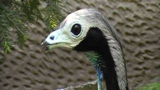 blue throated piping guan [upl. by Cowden]