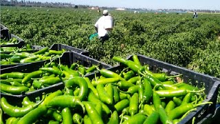 Green Chili Pepper Farming and Harvest  Green Chili Pepper Processing Factory  Chili Cultivation [upl. by Krisha]