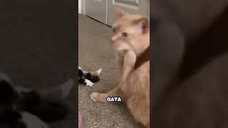 Reacción de este Gato bebe es Muy Tierna [upl. by Mazonson513]