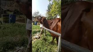 Injection in Cow animals cow shorts [upl. by Atel]