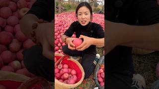 The Orchard Owner is Very Happy to See The Yield of Apples 🍎🍎  Delicious Apple shorts satisfying [upl. by Eadahs]