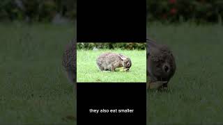 funny facts for you  LYNX animalfacts nature animallover animalshorts wildlife [upl. by Thomasine509]