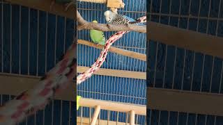 LOVE STORY budgies budgerigar parrot [upl. by Nwadal]