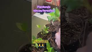 Trasplantando vincas shortsyoutube plants plantlover vincaplant vincaflower [upl. by Cello75]