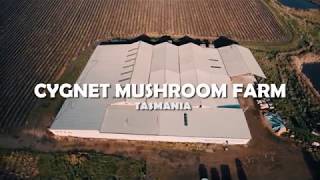 Cygnet Mushroom Farm Tasmania [upl. by Ellennod]