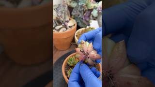 Propagation Update Echeveria Olivia succulents suculentas propagate [upl. by Ahsaeym999]