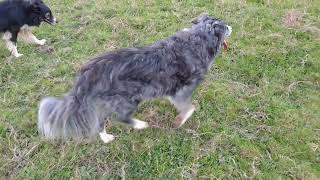 Border Collie controlling movement of another dog natural movements bordercollie [upl. by Anitra623]