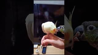 Adorable Cockatiel Milos Cute Singing Moments 🍪🎶🦜🥰 cockatielscraze birdsinging [upl. by Cheyney963]