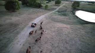 Bison Are Trained To Run With Us [upl. by Keenan726]