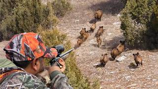 20 Amazing Wild Boar Hunts in 12 Minutes Breathtaking Moments HOG Invasion hunting wildboar [upl. by Sikko71]