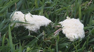 Harvesting cooking and eating Dog Vomit Slime Mold [upl. by Aneez]