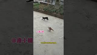 不讲武德！花猫被黑猫“偷袭”按在地上摩擦，好在橘猫从天而降 [upl. by Kissner680]