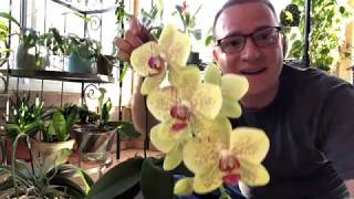 3 Things To Do with Your Orchid After Blooming [upl. by Philbin430]