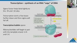 BIOL201 Ch152  Prokaryotic Transcription [upl. by Yntruoc]