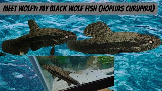 Meet Wolfy My Black Wolf Fish Hoplias Curupira [upl. by Eyr]