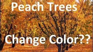 Do Peach Trees Change Color In The Fall [upl. by Sonitnatsok667]