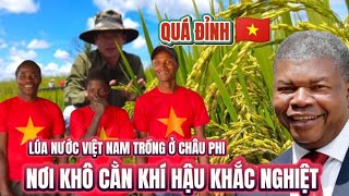 Linh Philip Vlogs Người Việt Trồng Lúa Nước Trên Đất Châu Phi  Nơi Khí Hậu Khác Nghiệt [upl. by Sakul30]