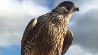 Wild Peregrine Falcon Attack [upl. by Assirim223]