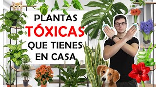 9 PLANTAS TÓXICAS para MASCOTAS y para humanos [upl. by Negiam533]