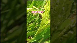 चावल का राक्षस बचाव करें How to get rid of chafer beetles in paddy shortsvideo redrice nature [upl. by Arag280]