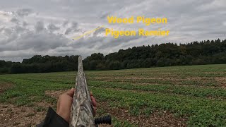 Hunting Wood Pigeons  Opening Season 2024 [upl. by Davidson351]