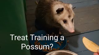 A Close Encounter with Blossom the Possum [upl. by Allisurd]