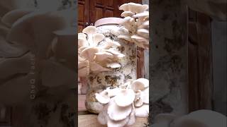 How to Grow Mushrooms at Home plants shorts farming [upl. by Tatman]