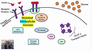 Changes in Signal Transduction Pathways AP Biology 44 [upl. by Arannahs]