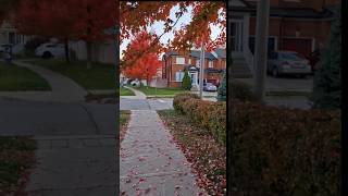 My neighborhoods pretty autumn leaves😍🍁🤎🇨🇦❤️ richmondhill toronto mapletree canada autumn [upl. by Odlaner823]