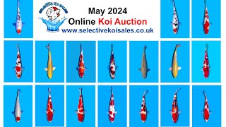 Selective Koi Sales May 2024 Koi auction [upl. by Ecnerolf]