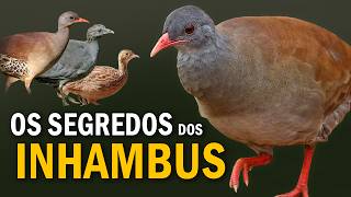 INHAMBUS e CODORNAS Comportamentos e Cantos das aves comuns da ROÇA  Tinamideos do Brasil [upl. by Evvie723]