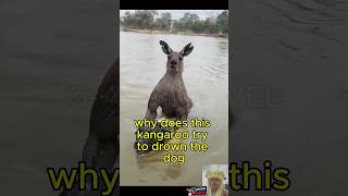 Why this kangaroo try to drown the dog shorts [upl. by Naujej]