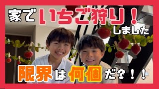 【家でいちご狩り🍓】いちご狩りにいくはずが‥まさかの満員御礼🈵 DAISOグッズでいちご狩り会場をDIY👍 [upl. by Erdnoid161]