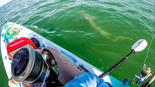 Big Hammerhead Shark Caught From A Kayak [upl. by Ahsienauq494]