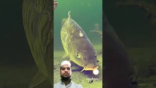 fishing carp carping fish carpfishing bigcarp explore automobile [upl. by Wilie]