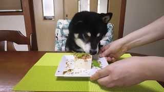 黒柴クロ 犬ごはん 冷や奴 Shiba Inu Kuro Eats Cold Tofu [upl. by Sunny]