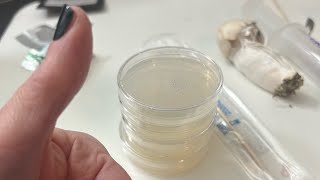 Inoculating agar with mushroom genetics class 2 [upl. by Rianon85]