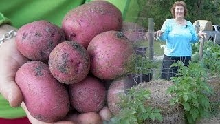 How to make a potato tower Beckys best way to grow potatoes [upl. by Constantin112]