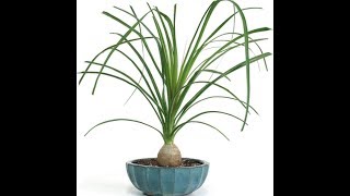 Care and repotting of ponytail palm Beaucarnea Recurvata [upl. by Rehpotsrhc]