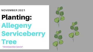 Planting Allegheny Serviceberry  Amelanchier laevis 🪴🪴🪴 [upl. by Doelling]