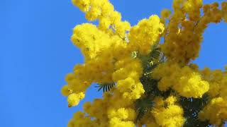 ギンヨウアカシア Cootamundra wattleAcacia baileyanaまめ科 [upl. by Bullen498]