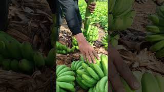 harvesting lakatan food lakatan farming [upl. by Aynotel]