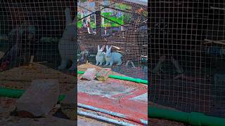 Rabbits 🐇❤️ animal shortsvideo shorts ytshorts [upl. by Hoban]