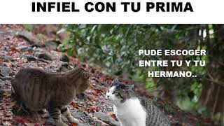 PELEA DE GATOS POR INFIDELIDAD JAJAJA  GATOS  2018 [upl. by Asenab]