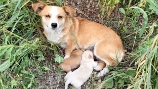 Cagnolina e cuccioli abbandonati in strada lei resta immobile per giorni in attesa del padrone [upl. by Ainerol]