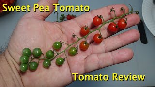 ⟹ Sweet Pea Currant Tomato  Solanum pimpinellifolium  Tomato Review 2023 [upl. by Anaujal]