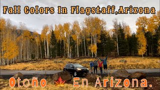 Discover The Best Place For Fall In Flagstaff Arizona  Aspen Autumn 🍂 Colors  Otoño 🍁 En Arizona [upl. by Simonsen]