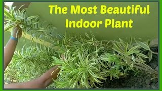 The Most Beautiful Indoor Plant Dracaena reflexa Pleomele Song of India  Bangla [upl. by Notgnirrab]