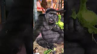 gorilla animals monkey ape chimpanzee satisfying eating asmr trending funny eatingshorts [upl. by Assili]